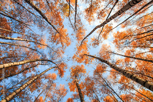 natural background bottom view of the crowns and tops of birch trees with bri...