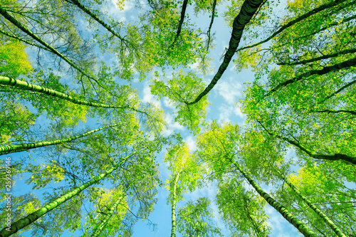 natural background bottom view of the crowns and the tops of birch trees stretch to the blue clear sky with bright green young leaves in the spring park