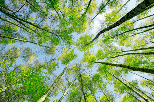 background bottom view of the crowns and the tops of birch trees stretch to the blue clear sky with bright green young leaves in the spring park