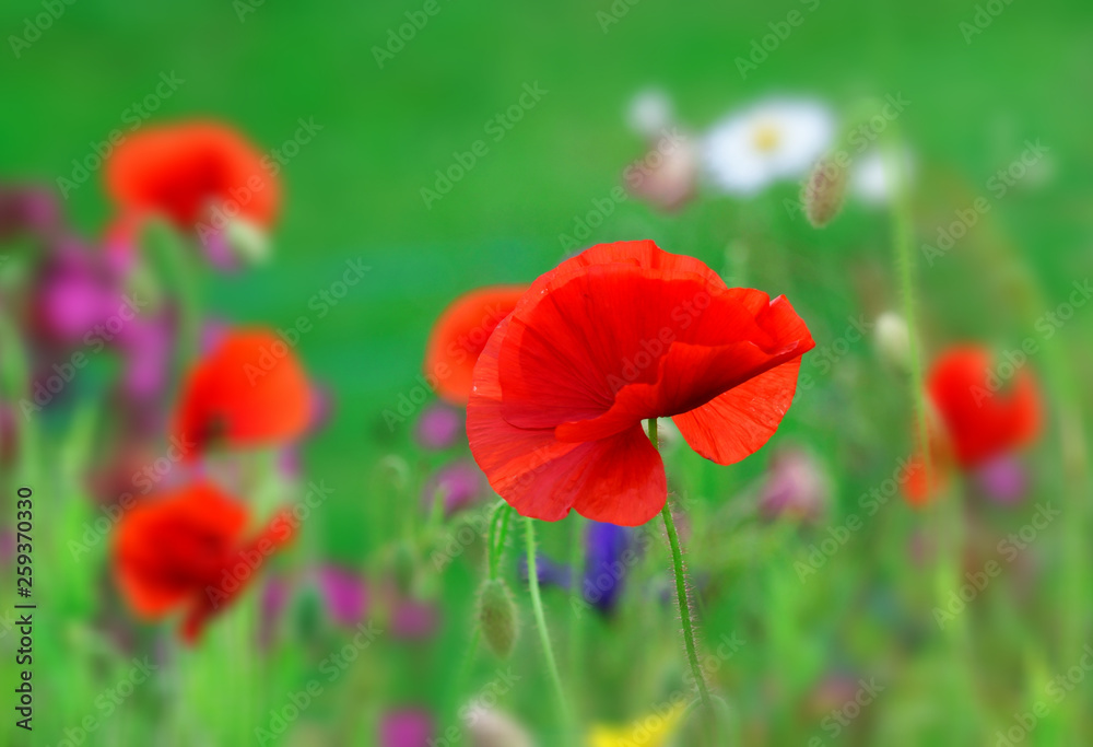 Poppy. Poppy.