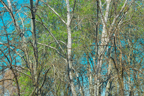 Birch tree branches in spring