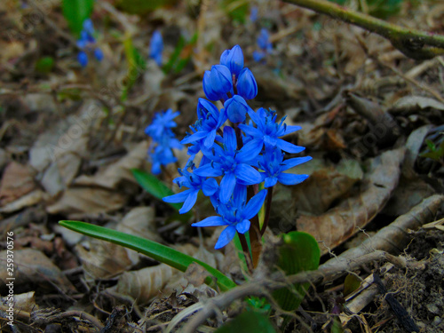 blue flowers in forest