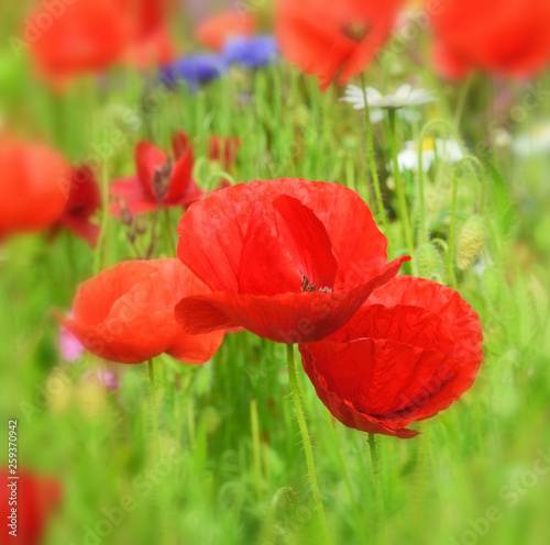 Poppy.