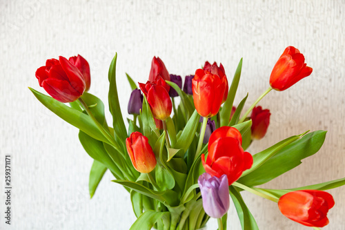 A bouquet of tulips close-up view of red and purple with green leaves on a white background. Large flower buds.