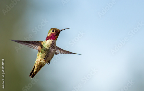 Anna's Hummingbird in Flight photo