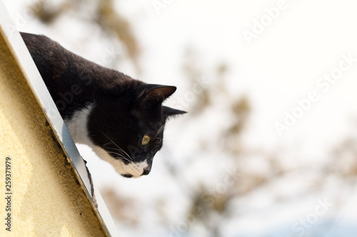 black and white cat looking at the roof