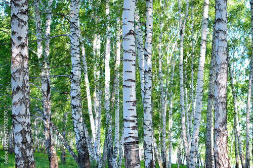 Fototapeta Naklejka Na Ścianę i Meble -  Wonderful forest of birch with different beautiful pattern of bark at summer in Russia