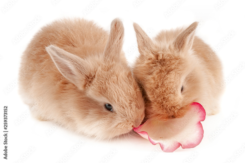Two little red rabbits chew the rose-petal is isolated at white background