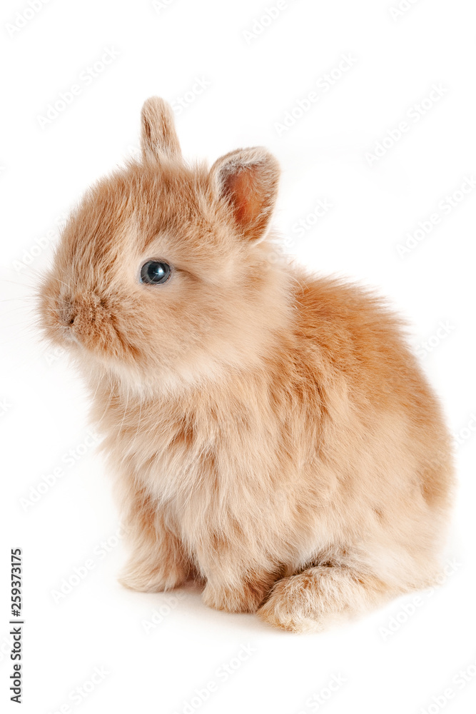 The little red rabbit sits at isolated white background