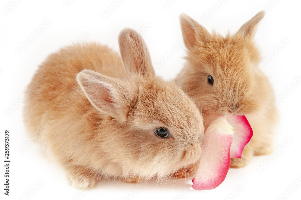 Two little red rabbits chew the rose-petal is isolated at white background, short focus Two little red rabbits chew the rose-petal is isolated at white background, short focus