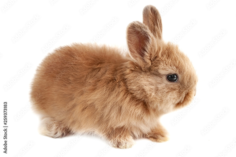 The little red rabbit sits at isolated white background, short focus