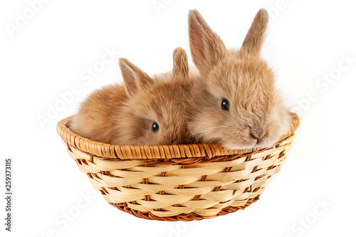 Two little red rabbits sits in a basket is isolated at white background