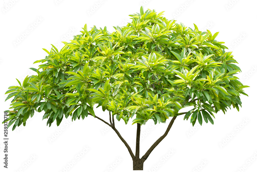 Beautiful ornamental tree from Thailand, Green topiary tree, Green leaves ornamental plant, big bonsai, Suitable for use in architectural design or Decoration work isolated on white background. Beautiful ornamental tree from Thailand, Green topiary tree, Green leaves ornamental plant, big bonsai, Suitable for use in architectural design or Decoration work isolated on white background.