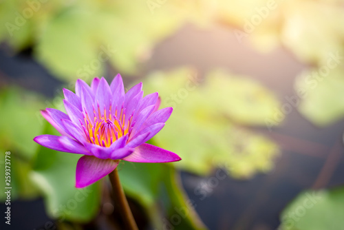 Lotus flower and leaf on the water