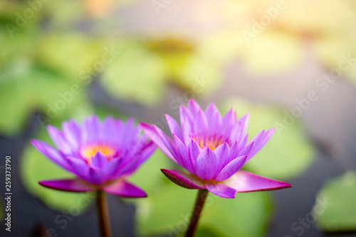 Lotus flower and leaf on the water