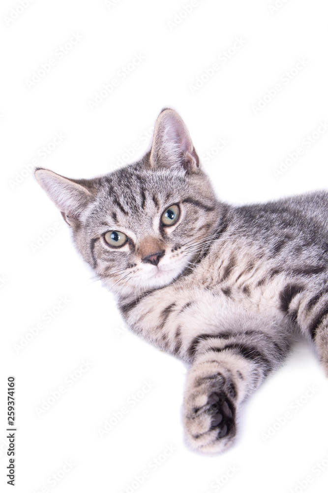Cat Playing and looking up on white background. Cat Playing and looking up on white background.