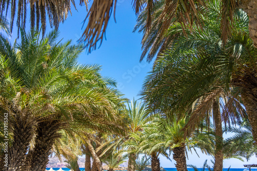 Palm trees on Crete, Greece