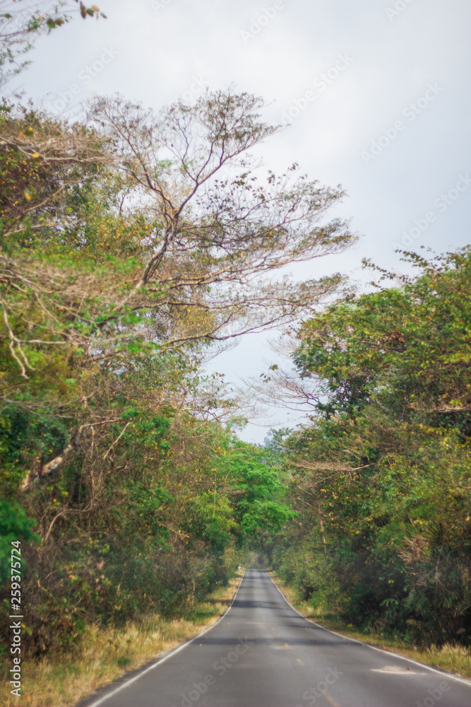 Fototapeta premium road in the forest