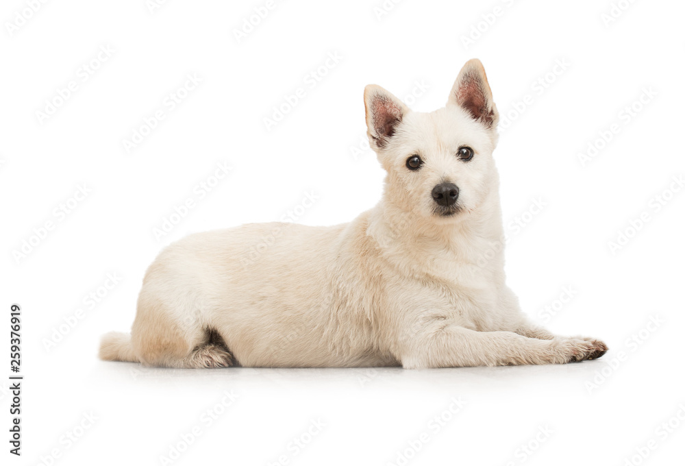 Studio shot of adorable pet dog isolated on white background.