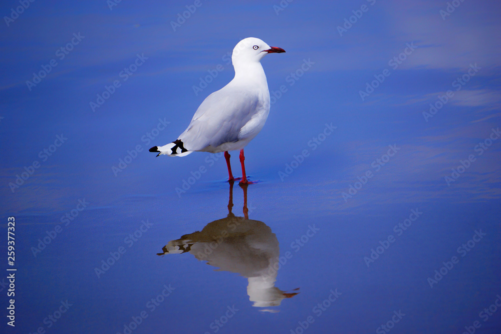 Obraz premium New Zealand seagull on the beach