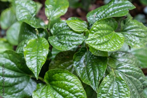 Close up fresh betel leaves is bush.