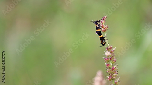butterflies mating on a grass flower. © Apisak