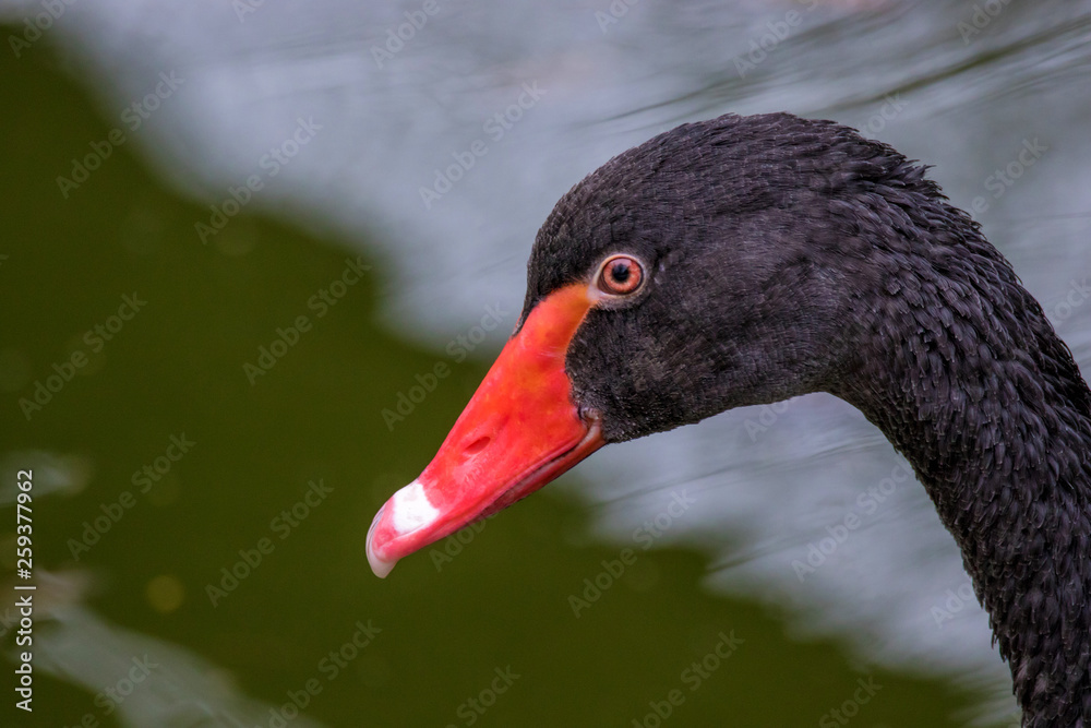  big beautiful water bird black swan portrait