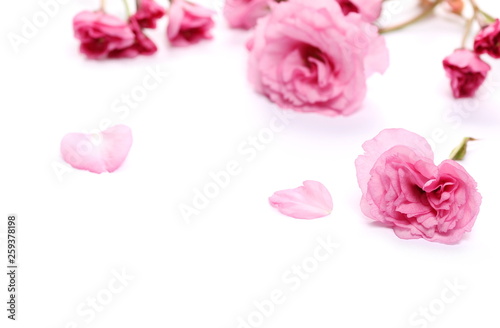 Spring flowers isolated on white  with clipping path