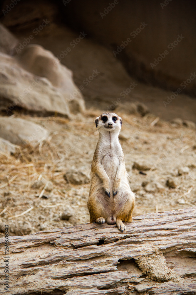 Fototapeta premium One Meerkat photo is standing on a log in order to watch out for various threats to the crowd.