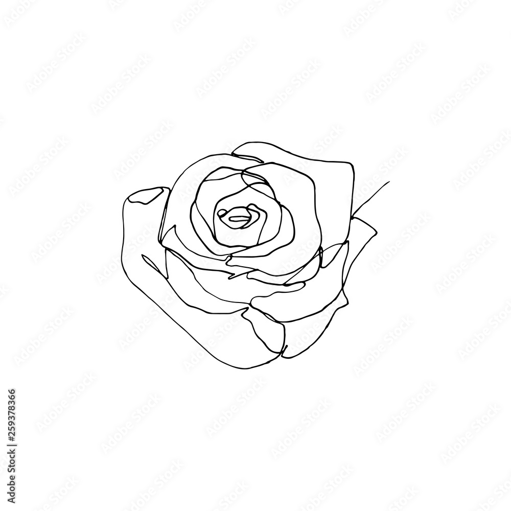 Fototapeta Hand drawn rose flower, one single continuous line drawing.