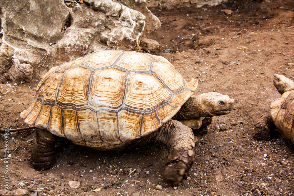 tortoise, turtle, animal, shell, reptile, giant, slow, nature ...