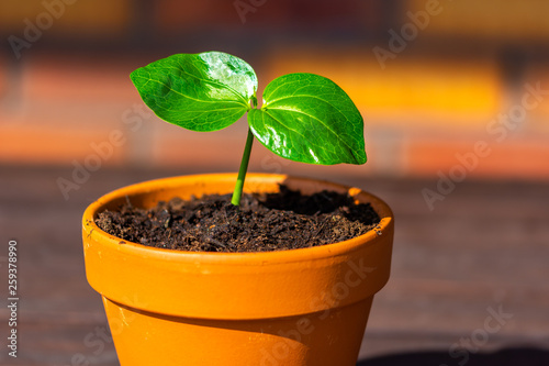 Young baobab (latin name Adansonia Digitata) seedling is growing in the pot. Green leaf of exotic plant which naturaly grows on Madagascar. Brown and red brick background photo
