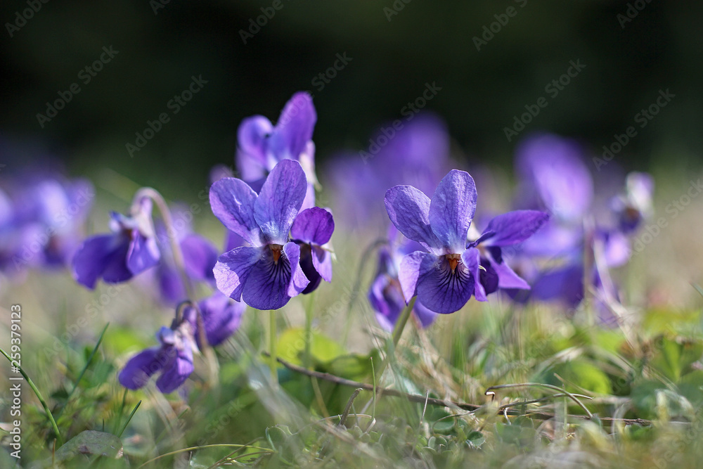 tender violets bloom in the meadow