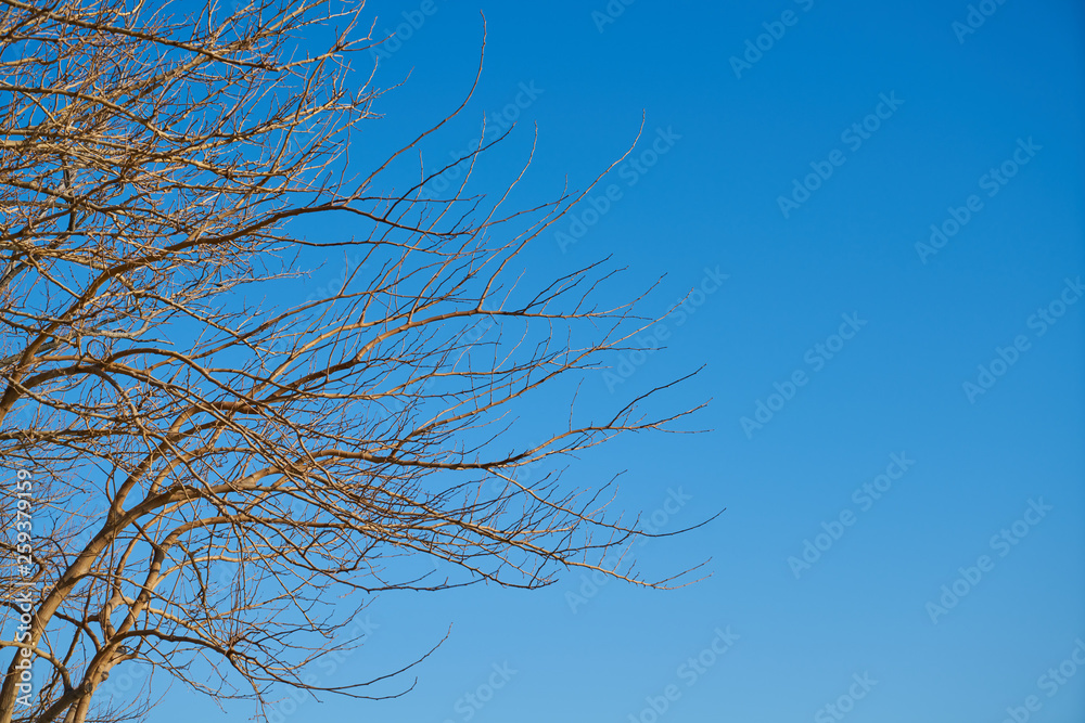 Tree and Sky Background Tree and Sky Background