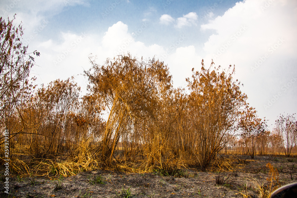 Fototapeta premium grass and blue sky