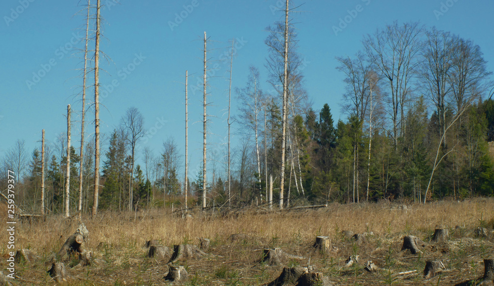 Spruce forests infested and attacked by the European spruce bark beetle pest Ips typographus, clear cut calamity caused by bark beetle due to global warming, influence of emissions - obrazy, fototapety, plakaty 