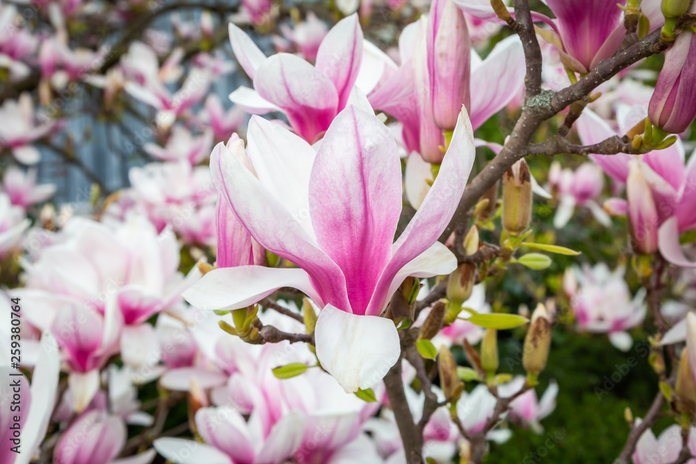 Obraz premium Tulpen-Magnolie (Magnolia × soulangeana)