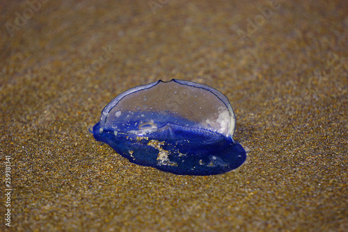 velella velella brought to the beach by the wind