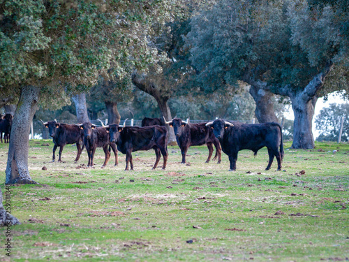 Bulls of toro de lidia breed in the dehesa in Salamanca, Spain. Concept of extensive livestock farming