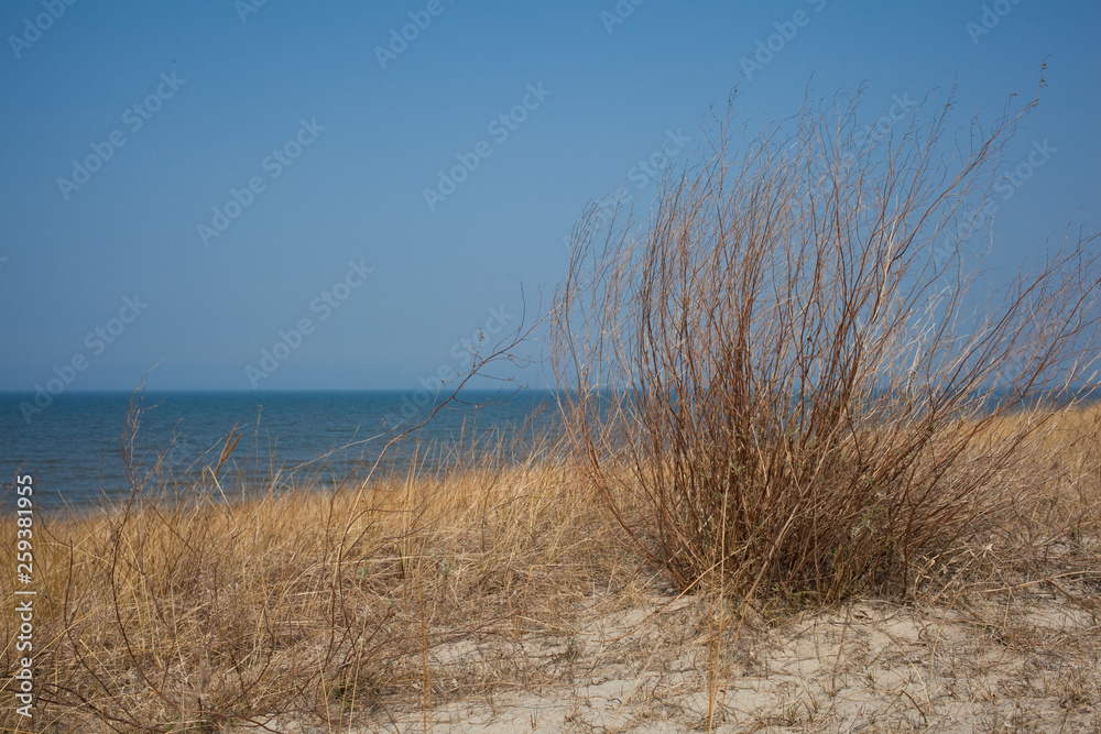 Obraz premium Dunes of the Baltic Sea. Kaliningrad