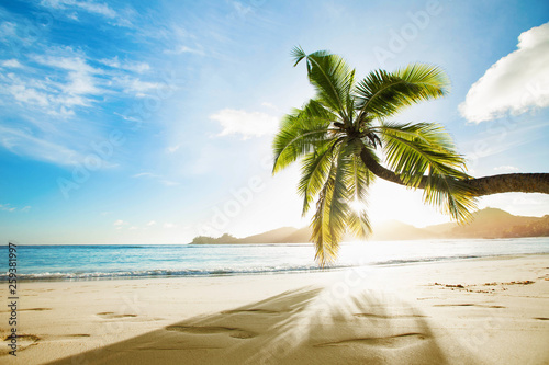 Fototapeta Naklejka Na Ścianę i Meble -  Tropical Palm Tree in the Sunshine
