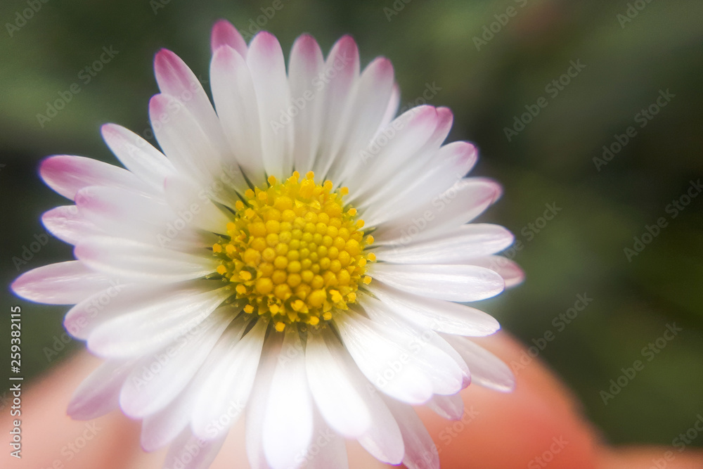 Fresh wildflowers spring or summer design. Floral nature daisy abstract background in green and yellow Fresh wildflowers spring or summer design. Floral nature daisy abstract background in green and yellow