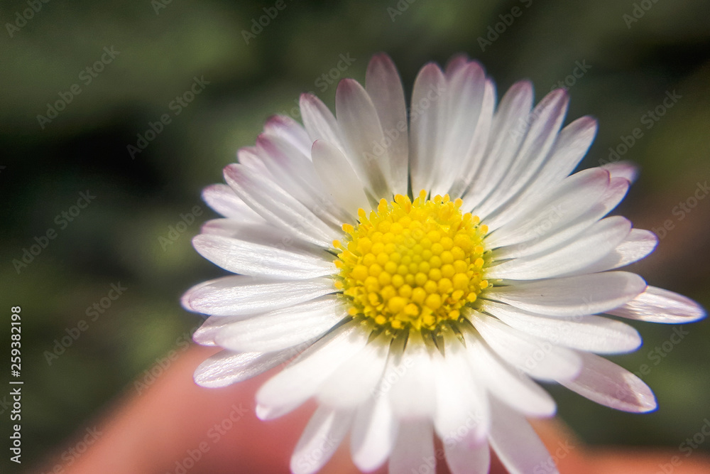 Fresh wildflowers spring or summer design. Floral nature daisy abstract background in green and yellow Fresh wildflowers spring or summer design. Floral nature daisy abstract background in green and yellow
