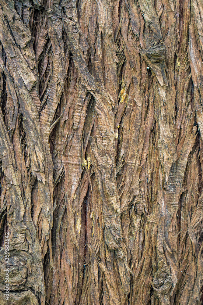 Brown Wood tree texture, surface pattern, bark of tree Brown Wood tree texture, surface pattern, bark of tree