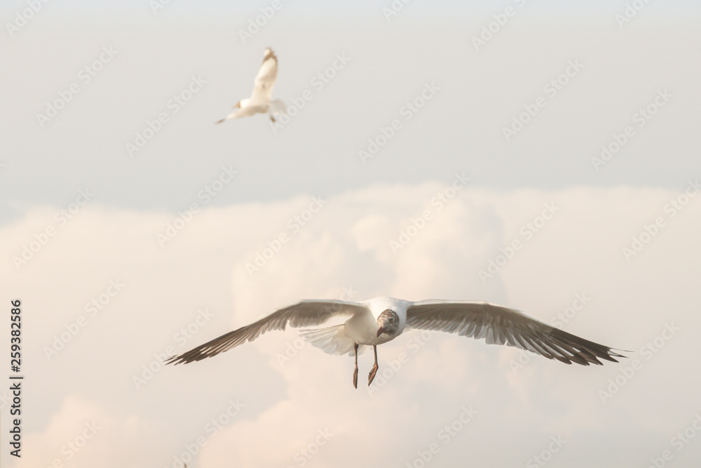 Obraz premium Close up Seagull flying in the air and sky background.Freedom seagull expand wings in the sky.