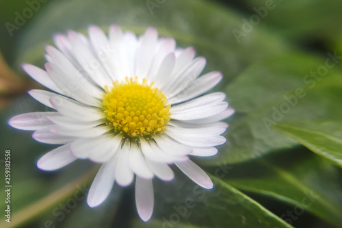 Closeup of a beautiful yellow and white Marguerite  Daisy flower