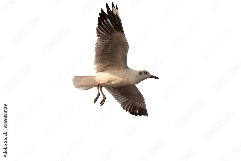 Obraz premium Seagull isolated on white background and with clipping path.Close up Seagull flying in the air and sky background.Freedom seagull expand wings in the sky. 
