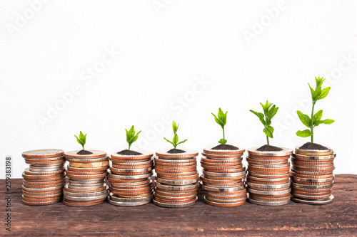 Financial planning, Money growth concept. Coins with young plant on table with backdrop cement wall.