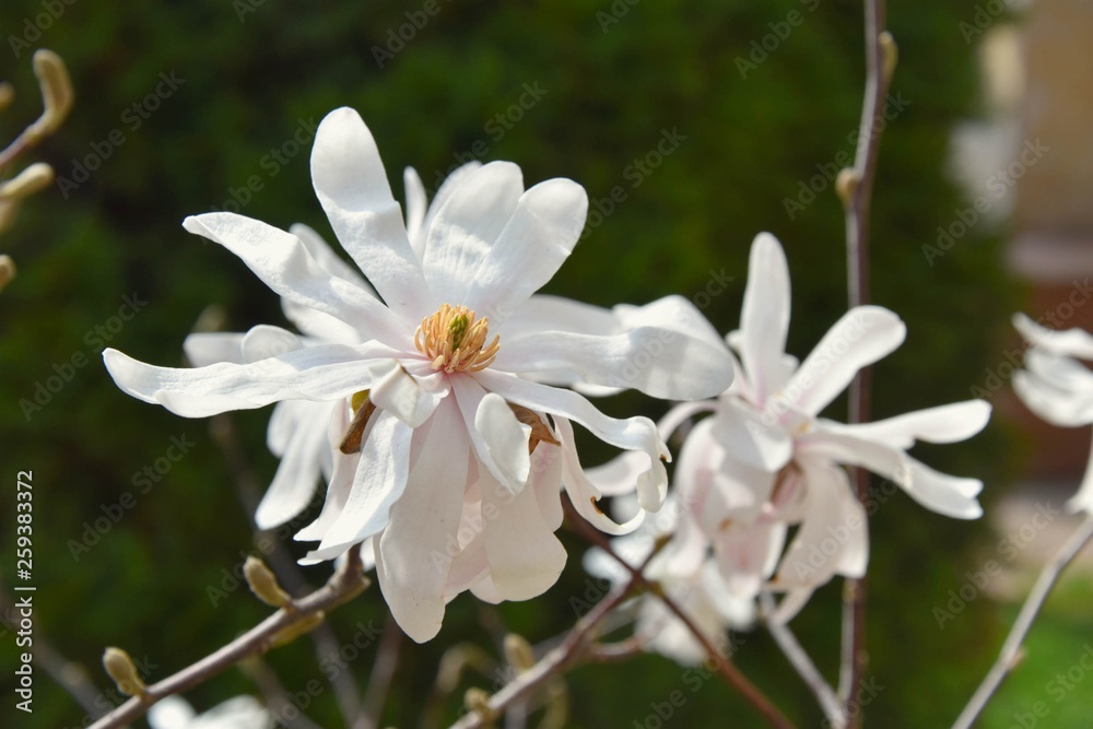 Flowers Flowers