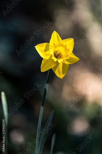 Narcissus jonquilla, yellow narcissus